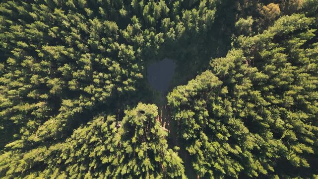 Aerial drone descent over dense green forest landing at a small lake hidden in nature.