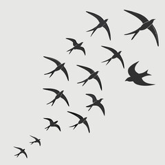 Elegant swallows flock in flight simple vector design for backgrounds and graphics