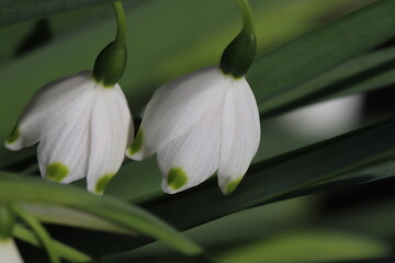 春の庭に咲く白いベル型の花びらの先端に緑色の斑点があるスノーフレークの花