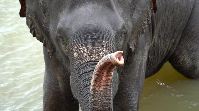 Elephant Raising Its Trunk in Slow Motion