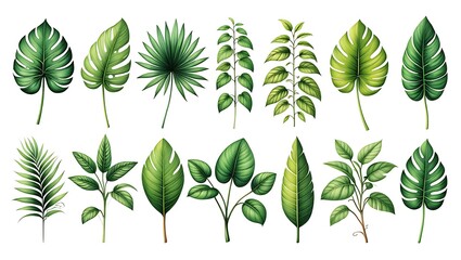 Collection of Tropical Leaves Isolated on White Background for Design Elements