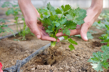 Close-up of a gardener's hands planting a young parsley plant, promoting healthy food and sustainable farming practices in a greenhouse. A hopeful image for ecological balance - World Environment Day.