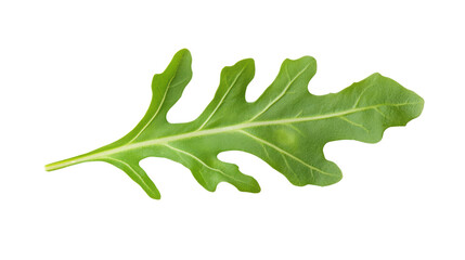 Fresh green arugula leaf on a white isolated background, showcasing its distinct shape and vibrant color.