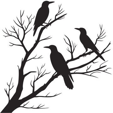 Silhouette of three crows perched on bare tree branches isolated on white