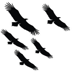 Fototapeta premium Silhouette vector of turkey vultures soaring against a white sky backdrop