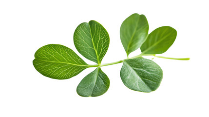 Fresh green leaf on a white isolated background, showcasing vibrant colors and natural beauty.