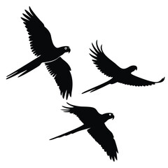 Obraz premium Silhouettes of macaw parrots flying black and white graphic elements tropical birds