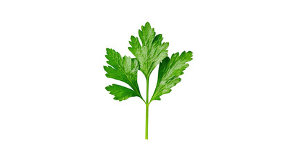 Fresh green parsley leaf isolated on a white background, perfect for culinary and gardening use.