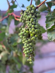 bunch of grapes on vine