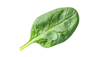 Fototapeta premium Fresh spinach leaf with vibrant green color on a white isolate background.