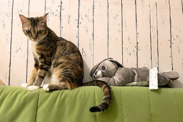Young indoor small cute cat  sitting on green couch in urban apartment building