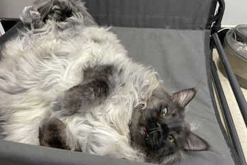 fluffy big proud grey white big maincoon cat lying on the bed. Comfortable sleep.