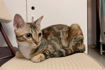 A fluffy cute cat lounges on a chair. This indoor scene captures cute cat
