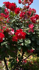 bouquet of red roses
