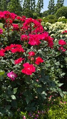 red rose bush