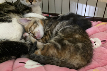 Tabby kitten with sleeping mom cat on soft blanket. Concept of family