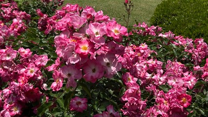 pink flowers in the garden