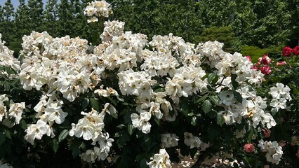 white flowers in the garden