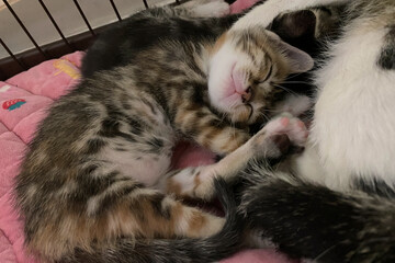 Tabby kitten with sleeping mom cat on soft blanket. Concept of family