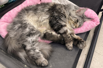 fluffy big proud grey white big maincoon cat lying on the bed. Comfortable sleep.