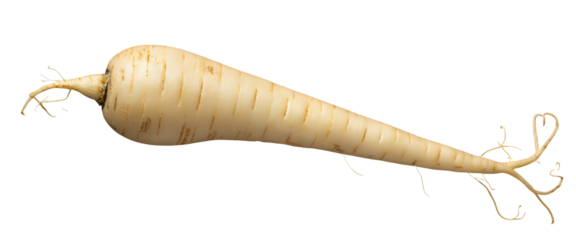 White Carrot, Isolated Transparent Background, Minimalist Design Element