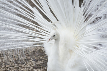 Close-up of a white peacock standing with its tail spread