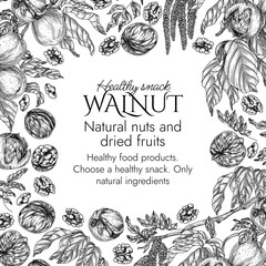 Vector template with walnut branch in engraving style. Graphic banner with forest nuts on tree. Frame with growing healthy snack. Nuts in shell and cut