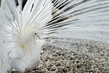 Close-up of a white peacock standing with its tail spread