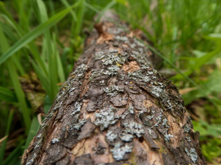 Textured Log Lying in Lush Green Grass