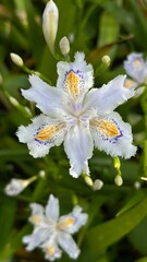 white flower in the garden