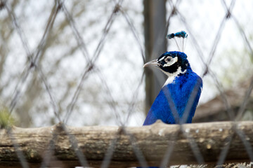 Close-up portrait of a peacock in a zoo