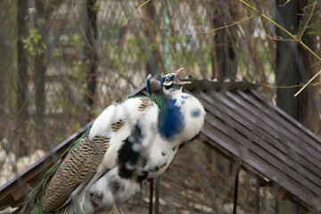 Close-up portrait of a spotted peacock in a zoo