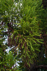Green pine tree branches with fresh and dry needles hanging in layers in natural forest light