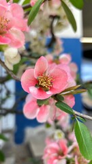 close up of pink hydrangea flowers