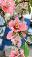 pink magnolia flowers