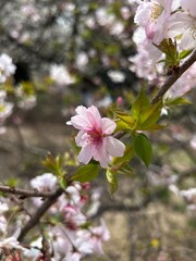 pink cherry blossom