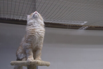 Maine Coon kitten sits on stand and looks up