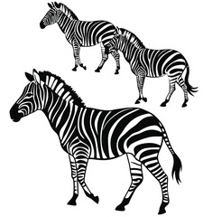 Fototapeta premium Black and white zebra illustration three zebras walking vector graphics wildlife art