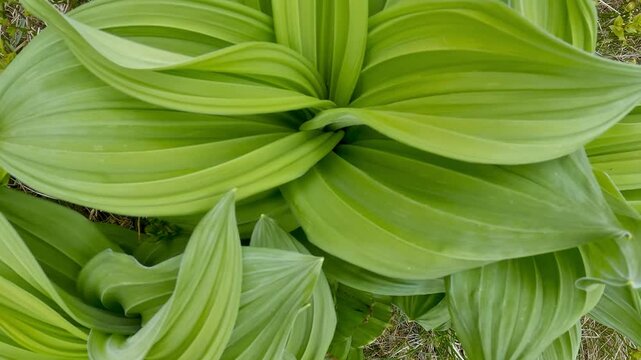 Fresh Green Leaves of Veratrum Album in Spring Nature, Top view
