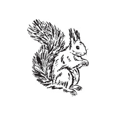 A single squirrel sitting with a beautiful tail in black brush stroke texture isolated on white. Hand drawn vector sketch illustration in vintage charcoal ink. Forest rodent animal, print design