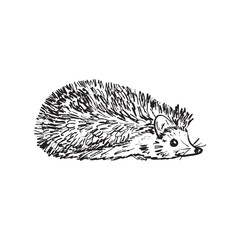 Single hedgehog design in in black brush stroke texture isolated on white. Hand drawn vector sketch illustration in vintage charcoal ink. Forest animal, autumn concept, park
