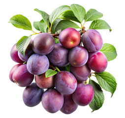 Cluster of Ripe Plums with Fresh Green Leaves on a Branch Isolated Transparent PNG