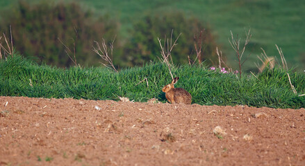 Hares at the edge of a field