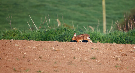 Hares at the edge of a field