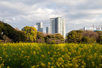 Fototapeta premium Hamarikyu Gardens, Tokyo, Japan