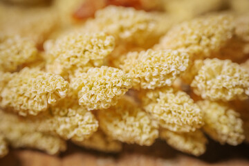 Close-up image of plant structure with overlapping silvery scales or buds partially covered with brown, fibrous shells. Detailed texture and natural color variation.