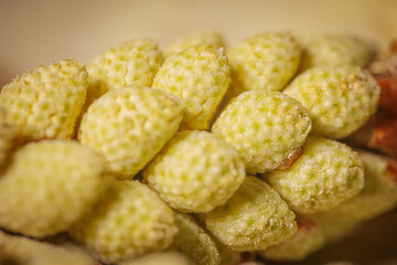 A close-up of closely spaced yellow-green plant buds with a scaly, textured surface. The shallow focus area highlights the natural structure and details.