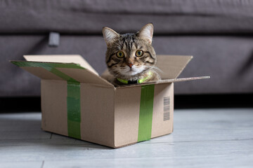 The cat is sitting in a cardboard box