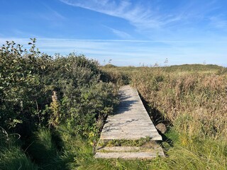 wooden path in the dunes