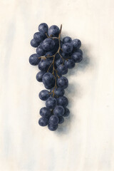 Purple Grapes Watercolor Illustration &ndash; Based on Original Photograph